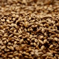 Briess Caramel 40L, 1 lb