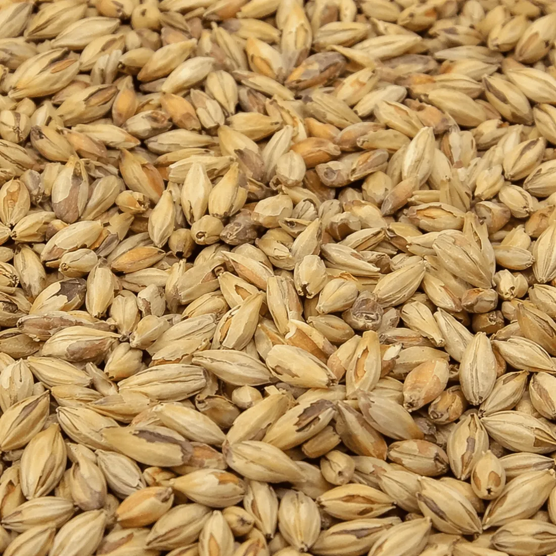 Briess Pale Ale Malt, 1 lb