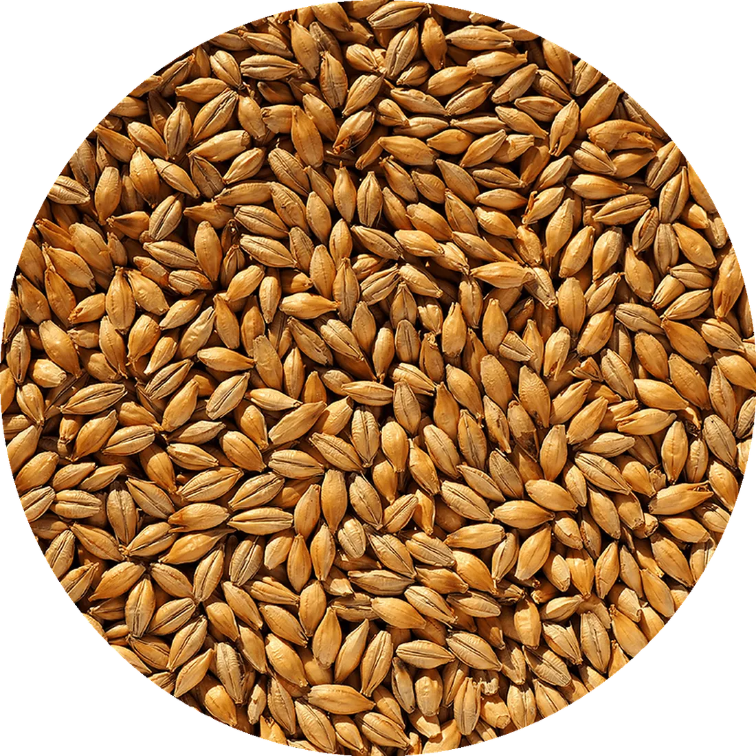 Crisp No. 19 Floor-Malted Maris Otter®, 1 lb