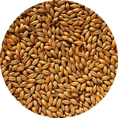 Crisp No. 19 Floor-Malted Maris Otter®, 1 lb