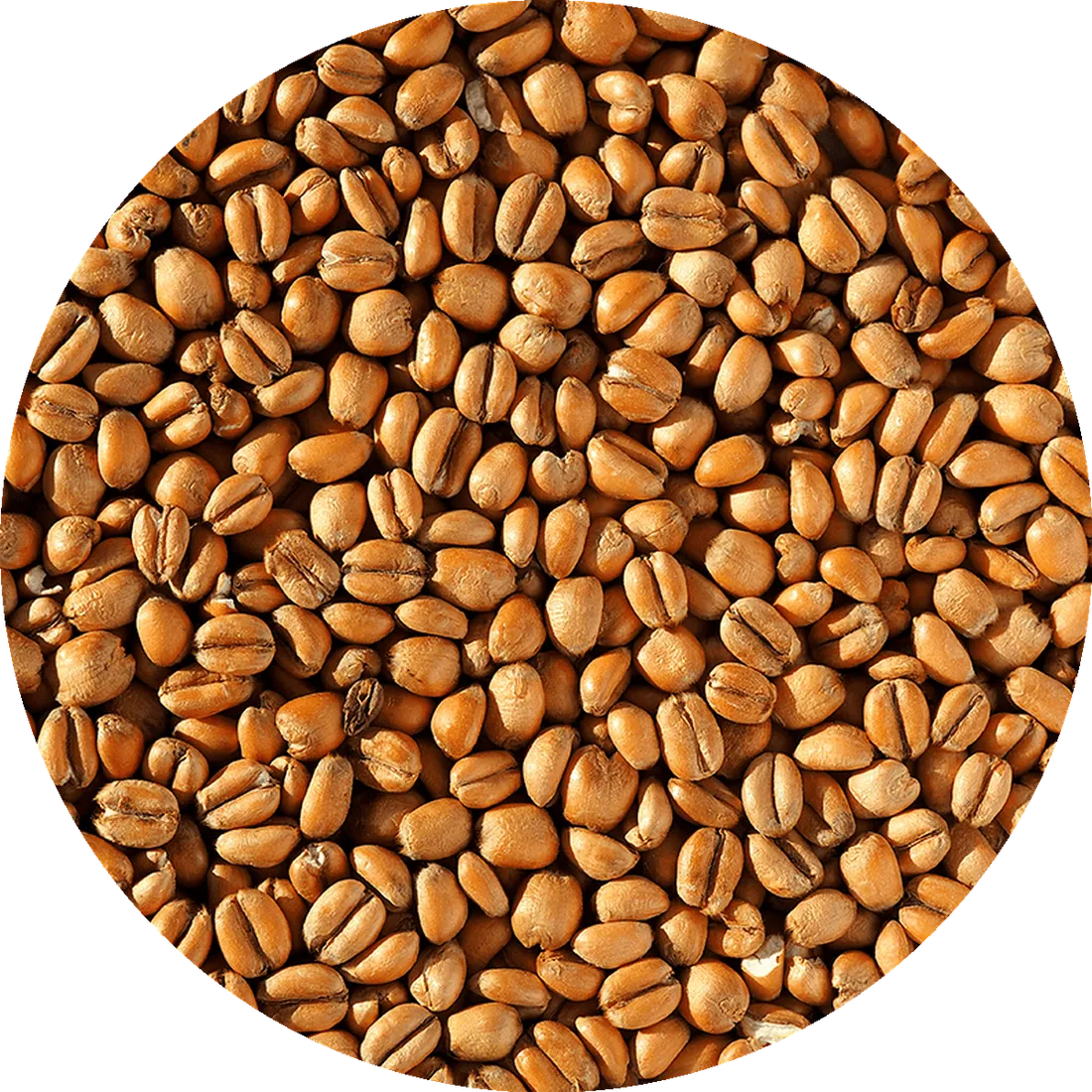 Crisp - Torrefied Wheat, 1 lb