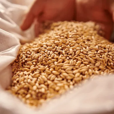 Weyermann Barke Pilsner Malt, 1 lb