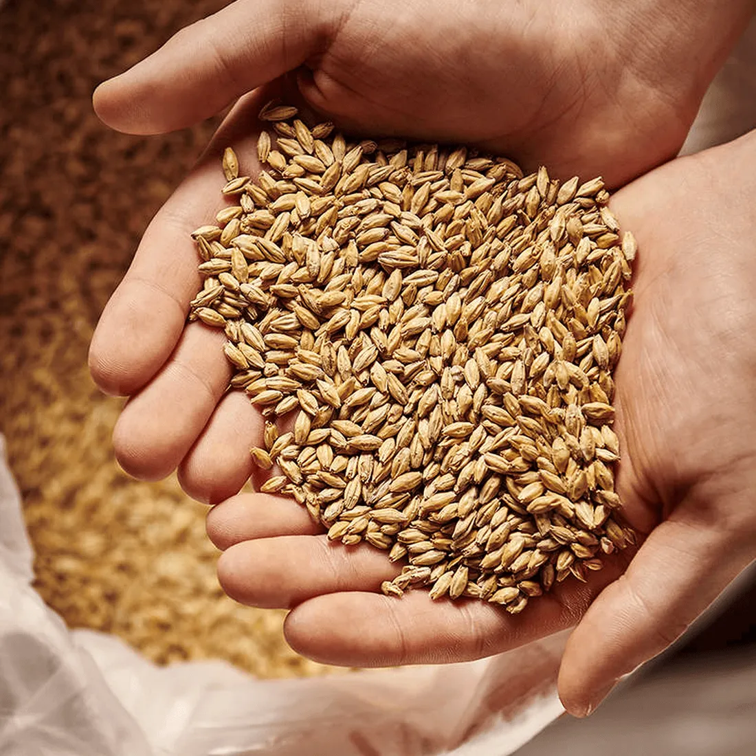 Weyermann Eraclea Pilsner Malt, 1 lb