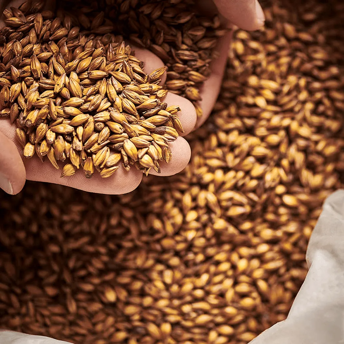 Weyermann Floor Malted Bohemian Dark, 1 lb