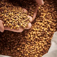 Weyermann Floor Malted Bohemian Dark, 1 lb