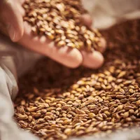 Weyermann Floor Malted Bohemian Pilsner Malt, 55 lb Sack