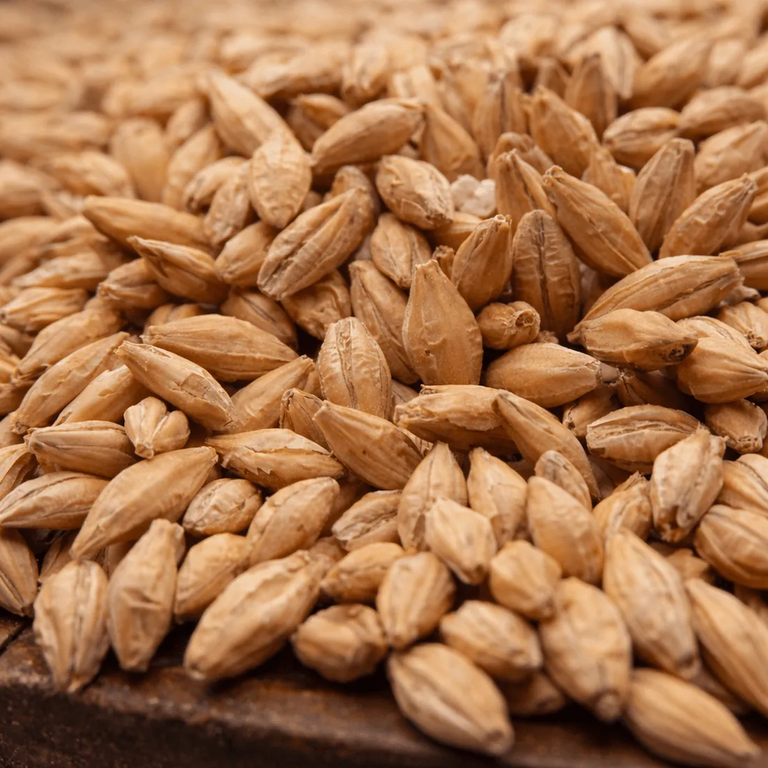 Weyermann Pilsner Malt, 1 lb