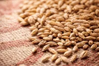 Weyermann Pilsner Malt, 1 lb