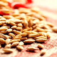 Weyermann Pilsner, 55 lb Sack