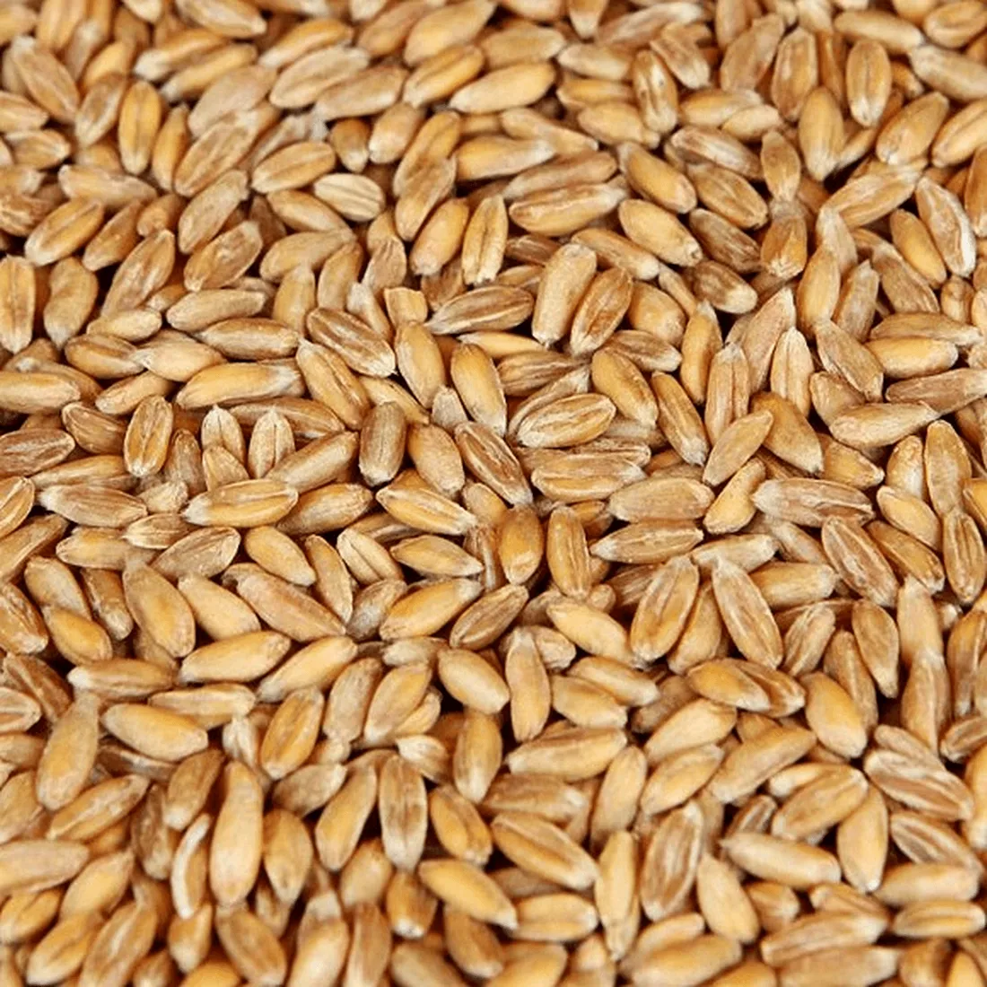 Spelt Malt, 1 lb