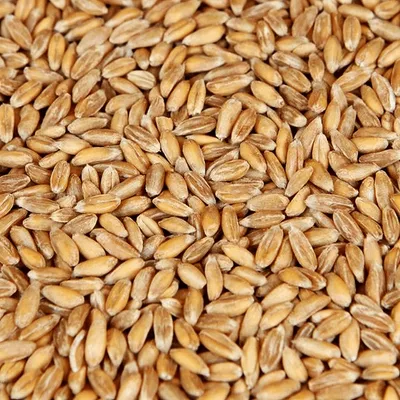 Spelt Malt, 1 lb