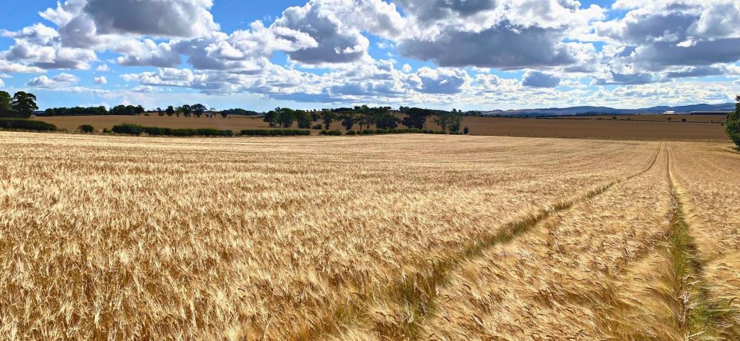 Sacks of Weyermann Malt On Sale